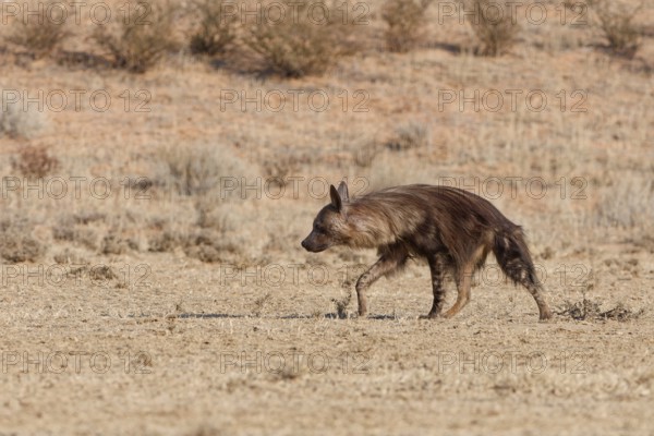 Brown hyena (Parahyaena brunnea), adult walking in dry grassland, Kgalagadi Transfrontier Park, Northern Cape, South Africa