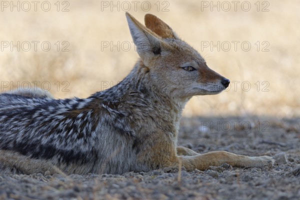 Black-backed jackal (Lupulella mesomelas), adult, lying in the dry grassland, resting in the shade, alert, Kgalagadi Transfrontier Park, Northern Cape, South Africa
