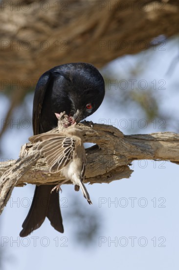 Fork-tailed drongo (Dicrurus adsimilis), adult, sitting on a branch, eating, a sociable weaver (Philetairus socius) as prey, Kgalagadi Transfrontier Park, Northern Cape, South Africa
