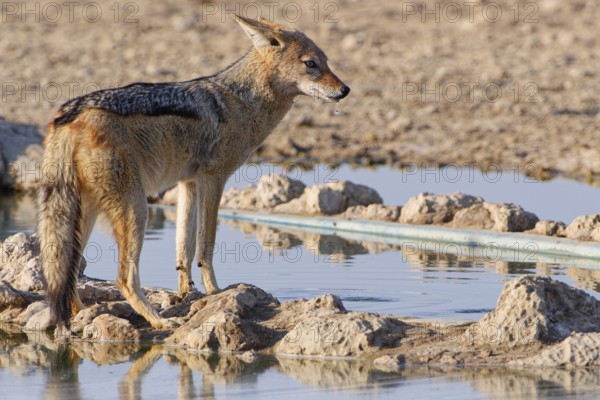 Black-backed jackal (Lupulella mesomelas), adult, drinking at waterhole, alert, Kgalagadi Transfrontier Park, Northern Cape, South Africa