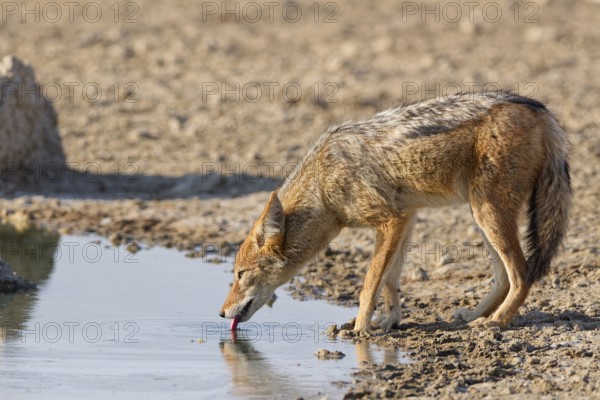 Black-backed jackal (Lupulella mesomelas), adult, drinking at waterhole, tongue out, Kgalagadi Transfrontier Park, Northern Cape, South Africa