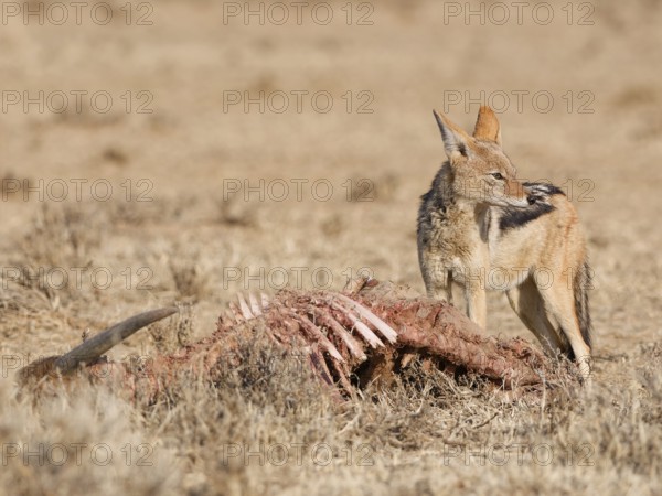 Black-backed jackal (Lupulella mesomelas), adult, standing near the carcass of a common eland (Taurotragus oryx), looking around, alert, Kgalagadi Transfrontier Park, Northern Cape, South Africa