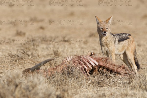 Black-backed jackal (Lupulella mesomelas), adult, standing near the carcass of a common eland (Taurotragus oryx), looking at camera, alert, Kgalagadi Transfrontier Park, Northern Cape, South Africa