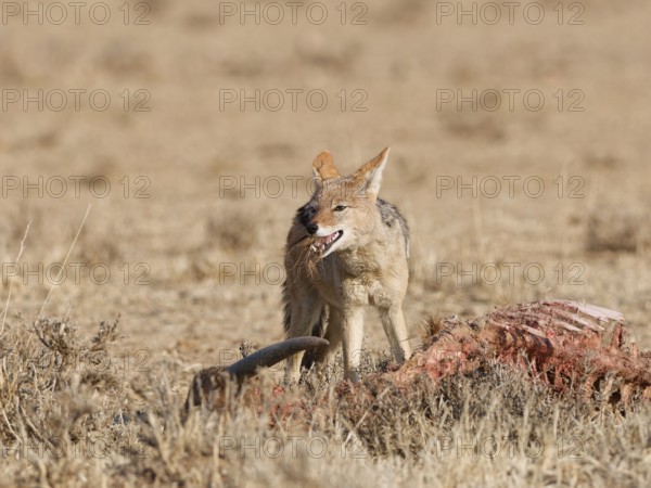 Black-backed jackal (Lupulella mesomelas), adult, alert, feeding on skin and carcass of a common eland (Taurotragus oryx), Kgalagadi Transfrontier Park, Northern Cape, South Africa