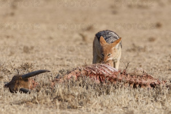 Black-backed jackal (Lupulella mesomelas), adult, feeding on skin and carcass of a common eland (Taurotragus oryx), Kgalagadi Transfrontier Park, Northern Cape, South Africa