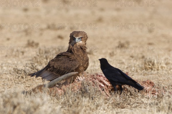 Bateleur eagle (Terathopius ecaudatus), juvenile, standing in dry grassland, facing an adult Cape crow (Corvus capensis), near the carcass of a common eland (Taurotragus oryx), Kgalagadi Transfrontier Park, Northern Cape, South Africa