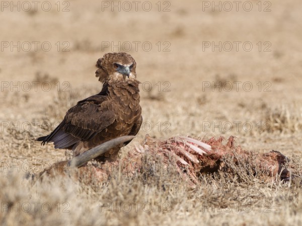 Bateleur eagle (Terathopius ecaudatus), juvenile, standing in dry grassland, near the carcass of a common eland (Taurotragus oryx), Kgalagadi Transfrontier Park, Northern Cape, South Africa