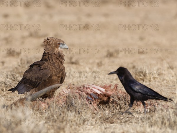 Bateleur eagle (Terathopius ecaudatus), juvenile, with an adult Cape crow (Corvus capensis), standing in dry grassland, near the carcass of a common eland (Taurotragus oryx), Kgalagadi Transfrontier Park, Northern Cape, South Africa