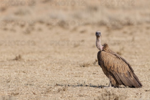 White-backed vulture (Gyps africanus), adult, standing in dry grassland, looking at camera, alert, Kgalagadi Transfrontier Park, Northern Cape, South Africa