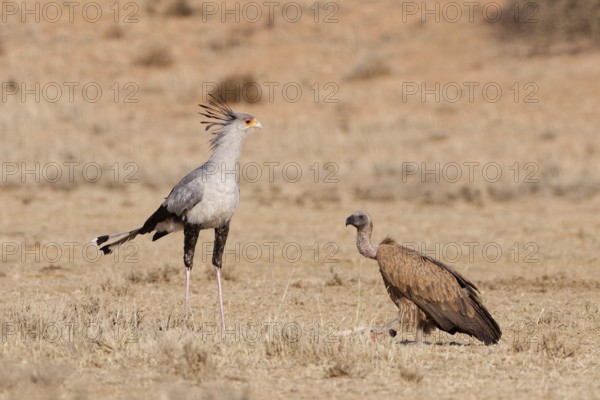 White-backed vulture (Gyps africanus), adult, with a secretary bird (Sagittarius serpentarius), standing in dry grassland, Kgalagadi Transfrontier Park, Northern Cape, South Africa