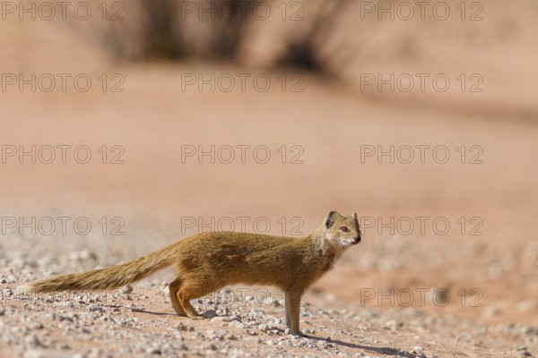 Yellow mongoose (Cynictis penicillata), adult, on gravel road, looking around, alert, Kgalagadi Transfrontier Park, Northern Cape, South Africa