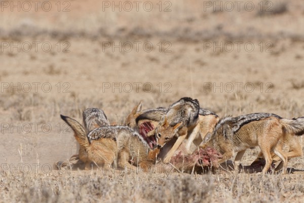 Black-backed jackals (Lupulella mesomelas), group of jackals, feeding on carcass of a common eland (Taurotragus oryx), Kgalagadi Transfrontier Park, Northern Cape, South Africa