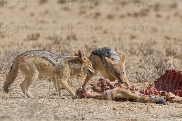 Black-backed jackals (Lupulella mesomelas), adults, feeding on carcass of a common eland (Taurotragus oryx), Kgalagadi Transfrontier Park, Northern Cape, South Africa