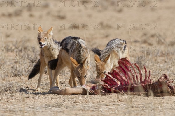 Black-backed jackals (Lupulella mesomelas), group of jackals, feeding on carcass of a common eland (Taurotragus oryx), alert, Kgalagadi Transfrontier Park, Northern Cape, South Africa