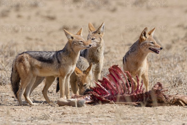 Black-backed jackals (Lupulella mesomelas), group of jackals, alert, feeding on carcass of a common eland (Taurotragus oryx), Kgalagadi Transfrontier Park, Northern Cape, South Africa