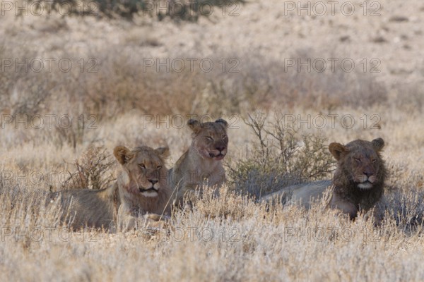 African lions (Panthera leo), lioness with two young adult males, lying in tall dry grass, resting in the shade, Kgalagadi Transfrontier Park, Northern Cape, South Africa