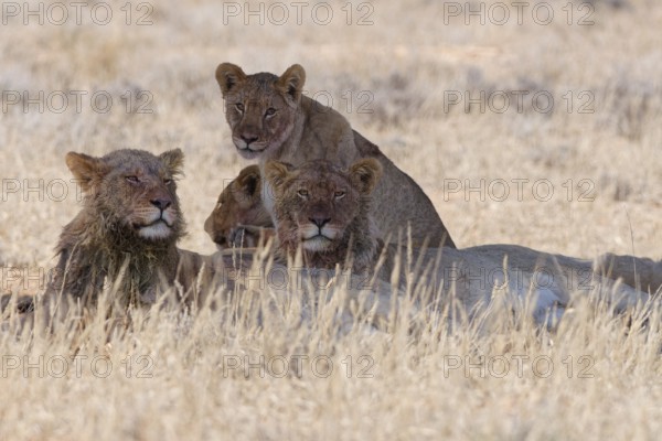 African lions (Panthera leo), two young adult males with lionesses, lying in tall dry grass, resting in the shade, alert, Kgalagadi Transfrontier Park, Northern Cape, South Africa