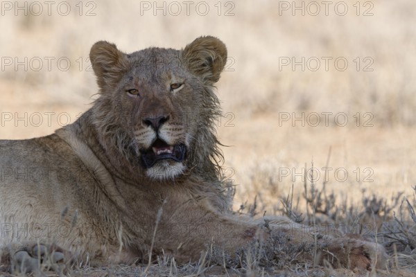African lion (Panthera leo), young adult male lying down, resting in the shade, looking at camera, alert, animal portrait, Kgalagadi Transfrontier Park, Northern Cape, South Africa