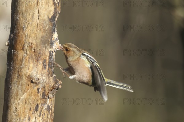 Chaffinch (Fringilla coelebs) male in flight, approach to forage wood, winter feeding, Allgäu, Bavaria, Germany, Allgäu, Bavaria, Germany