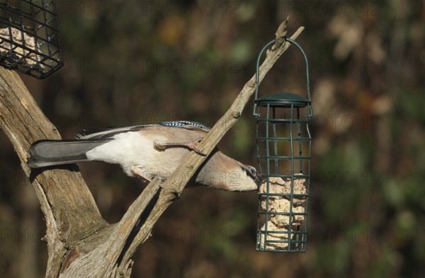 Jays (Garrulus glandarius) feeding in the forest, Allgäu, Bavaria, Germany, Allgäu, Bavaria, Germany