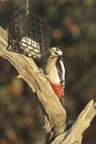 Woodpecker (Dendrocopos major) an der Winterfütterung, Allgäu, Bavaria, Germany, Allgäu, Bavaria, Germany