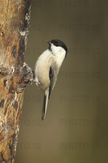 Swamp tit (Pöcile palustris) or nun tit feeding in the forest during winter, Allgäu, Bavaria, Germany, Allgäu, Bavaria, Germany