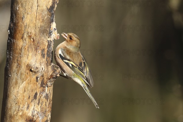Chaffinch (Fringilla coelebs) male at winter feeding, Allgäu, Bavaria, Germany, Allgäu, Bavaria, Germany