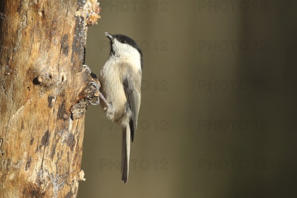Swamp tit (Pöcile palustris) or nun tit feeding in the forest during winter, Allgäu, Bavaria, Germany, Allgäu, Bavaria, Germany