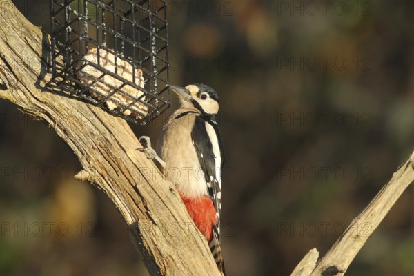 Woodpecker (Dendrocopos major) an der Winterfütterung, Allgäu, Bavaria, Germany, Allgäu, Bavaria, Germany
