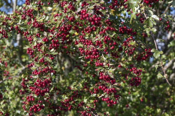 Hawthorn (Crataegus) fruits, Bavaria, Germany