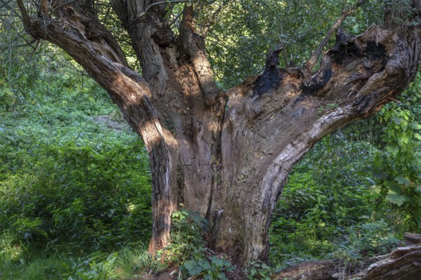 Old willow tree (Salix) split by lightning, Darß, Mecklenburg-Western Pomerania, Germany