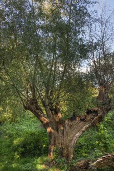 Old willow tree (Salix) split by lightning, Darß, Mecklenburg-Western Pomerania, Germany