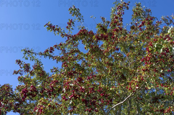 Hawthorn (Crataegus) with red fruits, Bavaria, Germany