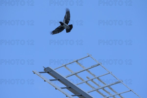 Flying fog crow (Corvus cornix) over a windmill wing, Darß, Mecklenburg-Western Pomerania, Germany