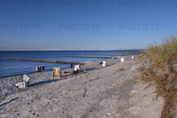 Beach chairs on beaches and groves in the Baltic Sea, Ahrenshoop, Darß, Mecklenburg-Western Pomerania, Germany