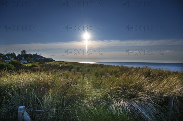 Beach oats (Ammophila) against the Baltic Sea beach, Mecklenburg-Western Pomerania, Germany