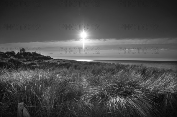 Beach oats (Ammophila) against the Baltic Sea beach, black and white, Mecklenburg-Western Pomerania, Germany