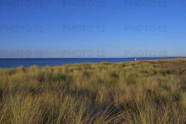 Beach oats (Ammophila) off the Baltic Sea beach, Mecklenburg-Western Pomerania, Germany