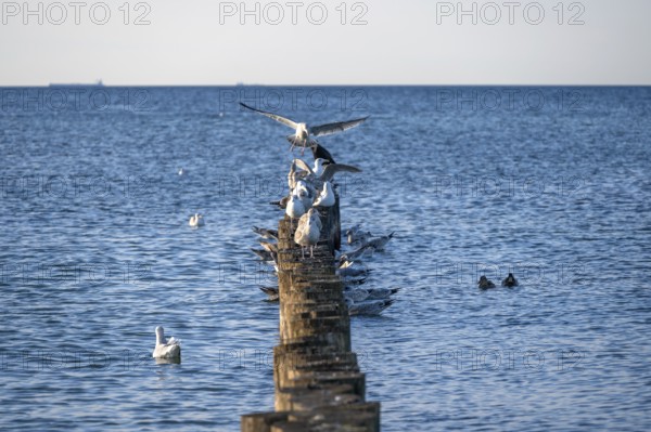 Herring gulls (Larus argentatus) on a stage in Ostee, Ahrenshopop, Darß, Mecklenburg-Western Pomerania, Germany