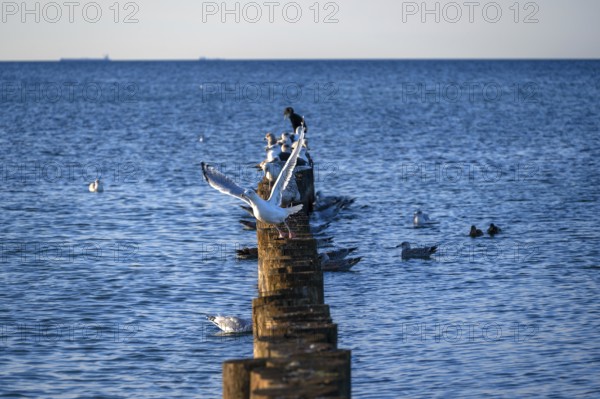 Herring gull (Larus argentatus) on a stage in Ostee, Ahrenshopop, Darß, Mecklenburg-Western Pomerania, Germany