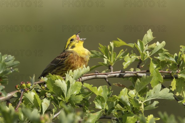 Yellowhammer (Emberiza citrinella) adult male bird singing in a hedgerow in summer, England, United Kingdom