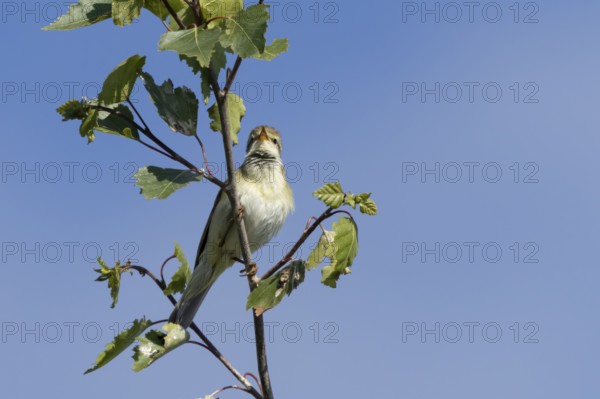 Garden warbler (Sylvia borin) adult male bird singing in a tree in spring, England, United Kingdom