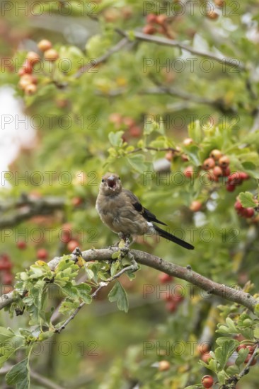 Eurasian bullfinch (Pyrrhula pyrrhula) juvenile bird in a hawthorn hedgerow with red berries in summer, England, United Kingdom