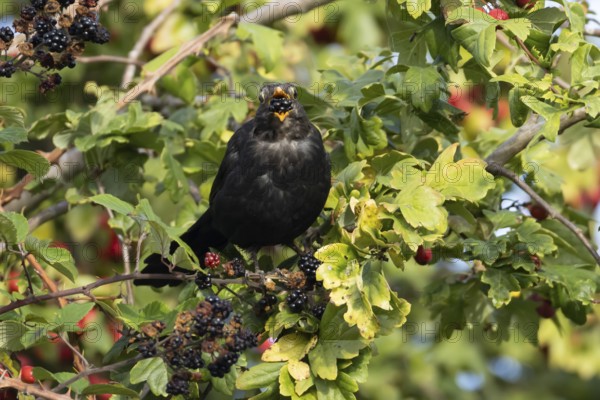 Eurasian blackbird (Turdus merula) adult male bird feeding on a blackberry in a hedgerow in the summer, England, United Kingdom