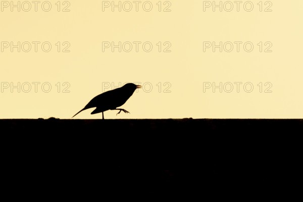 Eurasian blackbird (Turdus merula) silhouette of an adult bird running along an urban house roof at sunset England, United Kingdom