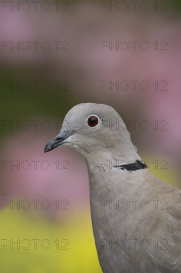 Collared dove (Streptopelia decaocto) adult bird head portrait, England, United Kingdom