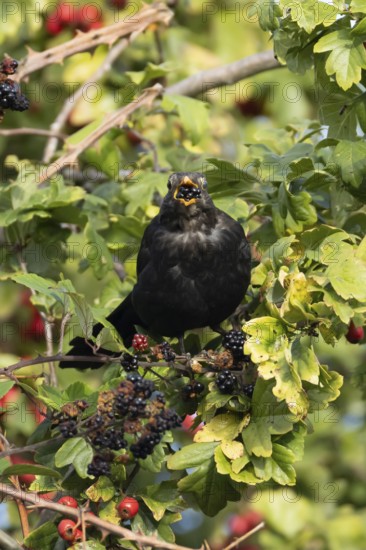 Eurasian blackbird (Turdus merula) adult male bird feeding on a blackberry in a hedgerow in the summer, England, United Kingdom