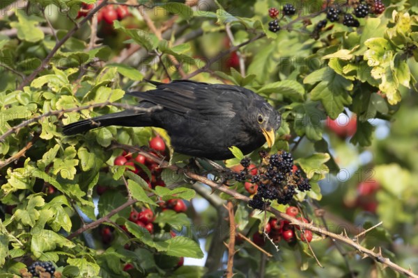 Eurasian blackbird (Turdus merula) adult male bird in a hedgerow with blackberries in the summer, England, United Kingdom