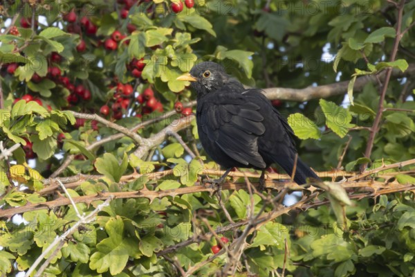 Eurasian blackbird (Turdus merula) adult male bird in a hedgerow in the summer, England, United Kingdom