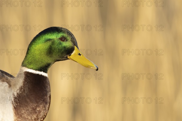 Mallard duck (Anas platyrhynchos) adult male bird head portrait, England, United Kingdom
